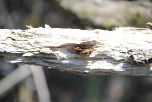 Rhingia campestris