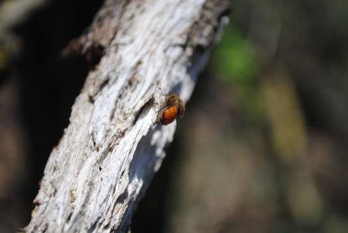 Rhingia campestris