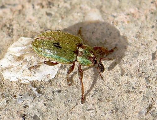 Réf. 252 402 : Hypera nigrirostris