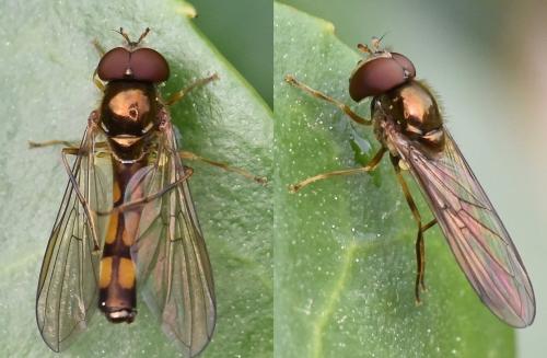 Réf. 252 560 : Melanostoma scalare