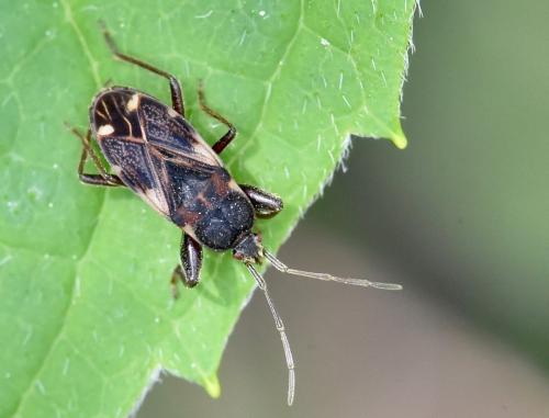 Réf. 252 634 : Eremocoris podagricus