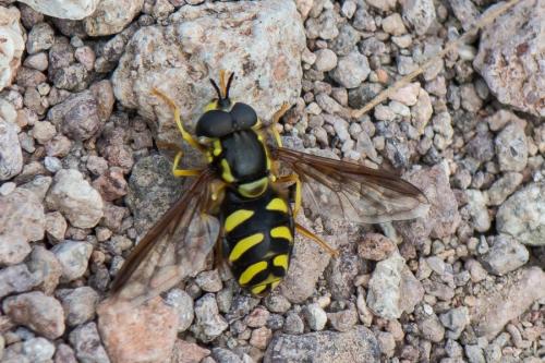 Réf. 252 695 : Chrysotoxum intermedium