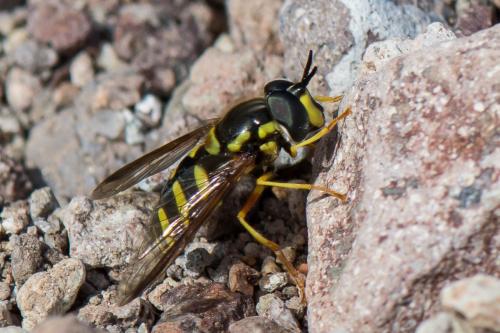 Réf. 252 696 : Chrysotoxum intermedium