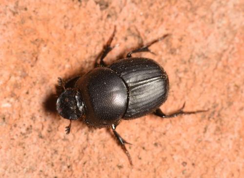 Réf. 252 564 : Onthophagus taurus
