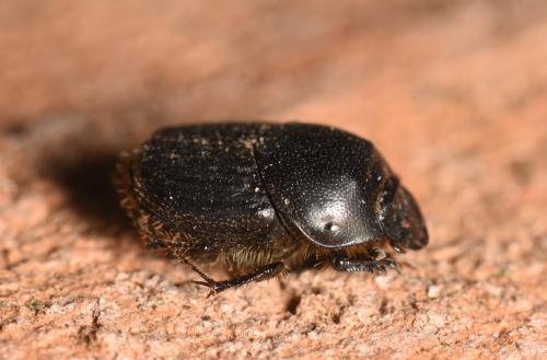Réf. 252 565 : Onthophagus taurus