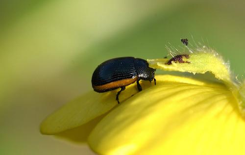 Réf. 252 751 : Prasocuris glabra