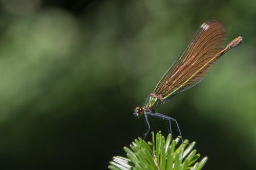 Réf. 252 968 : Calopteryx virgo