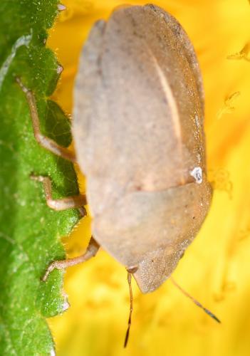 Réf. 252 496 : Eurygaster austriaca