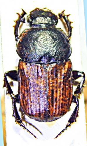 Cheironitis ungaricus