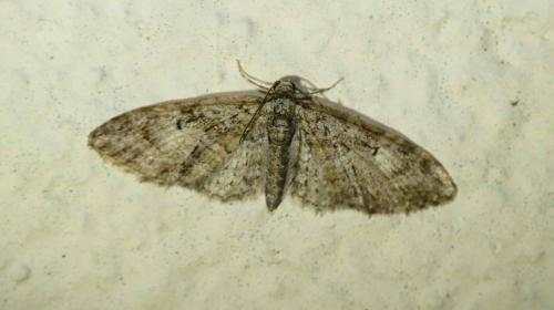 Réf. 252 317 : Eupithecia abbreviata
