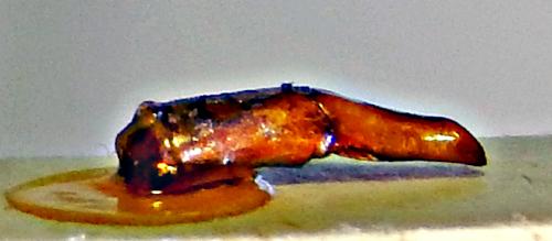 Cheironitis ungaricus