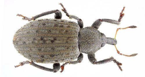 Hypera diversipunctata
