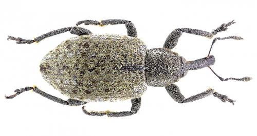 Hypera conmaculata