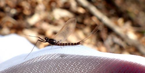 Habroleptoides confusa