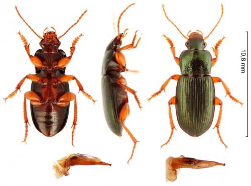 Ophonus laticollis