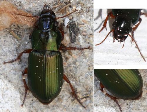 Réf. 252 223 : Harpalus affinis