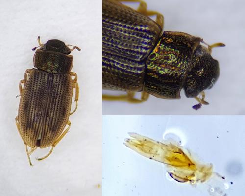 Réf. 252 642 : Helophorus minutus