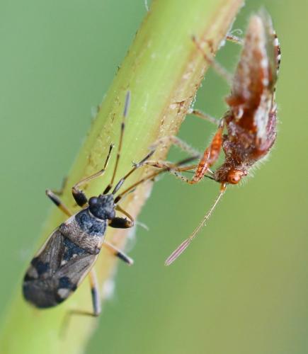 Beosus maritimus