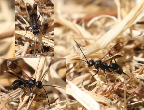 Priocnemis sp.