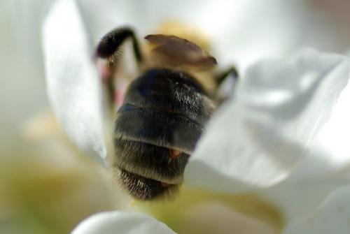 Andrena barbilabris