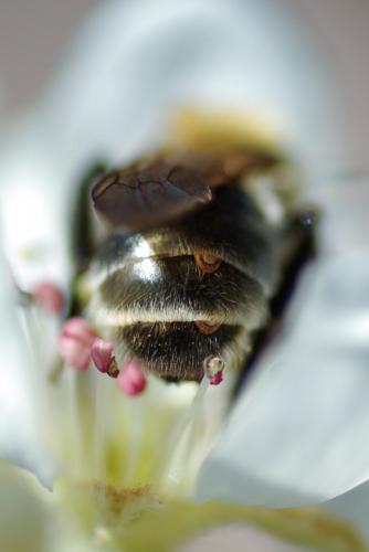 Réf. 252 276 : Andrena barbilabris