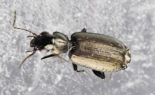 Syntomus foveatus