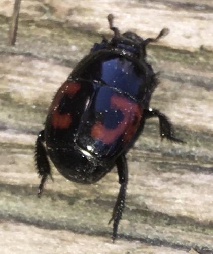 Hister quadrimaculatus