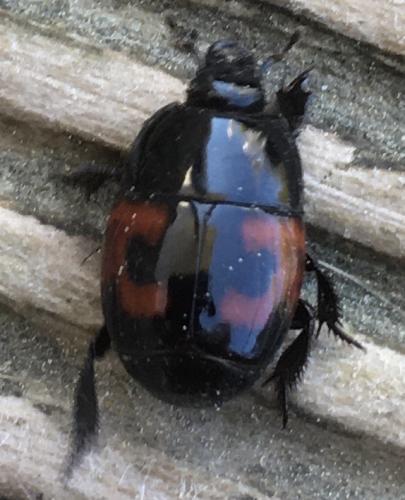 Réf. 252 347 : Hister quadrimaculatus