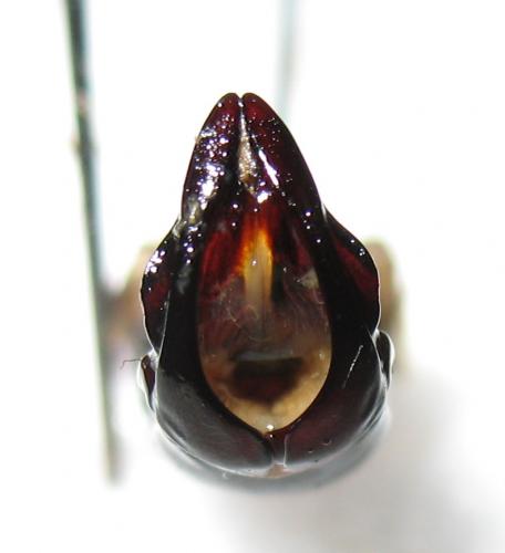 Réf. 252 953 : Augosoma centaurus