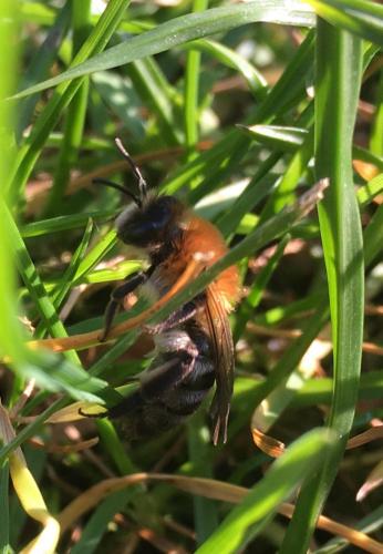Andrena nitida