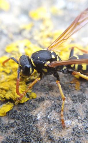 Polistes dominula