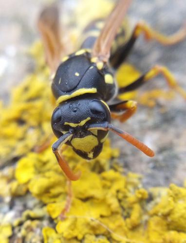 Polistes dominula