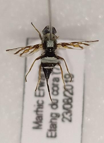 Réf. 252 158 : Myennis octopunctata