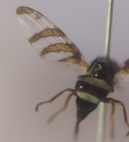 Réf. 252 159 : Myennis octopunctata