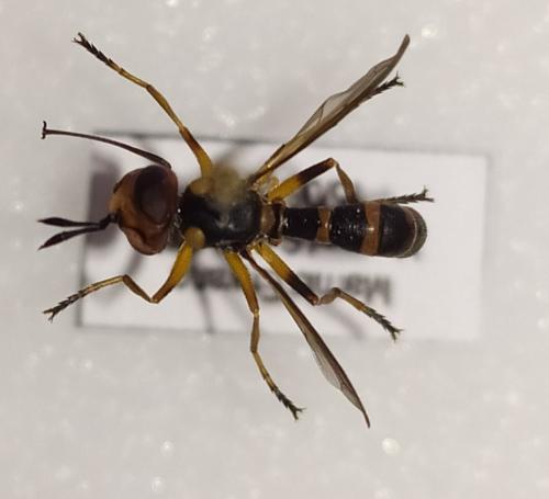 Conops scutellatus