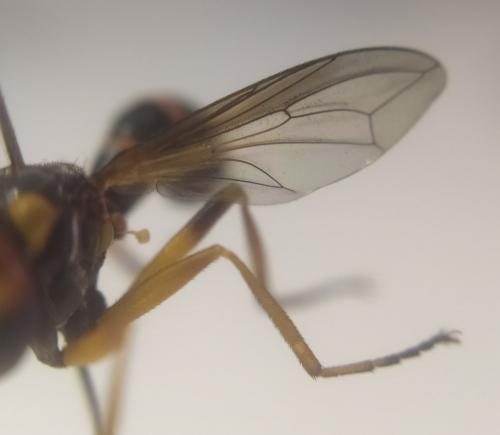 Conops scutellatus