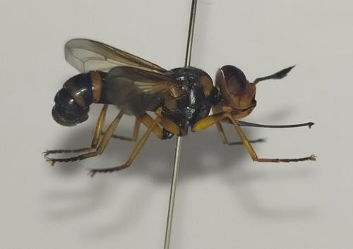 Conops scutellatus