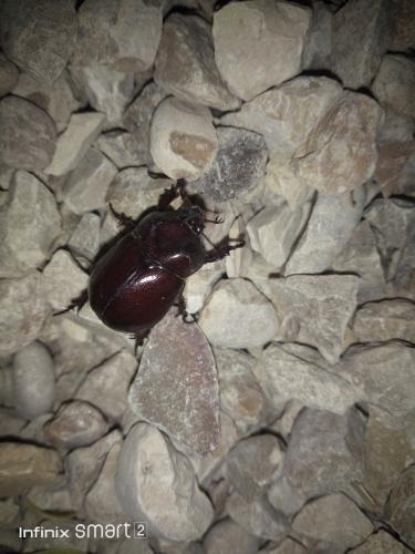 Phyllognathus excavatus
