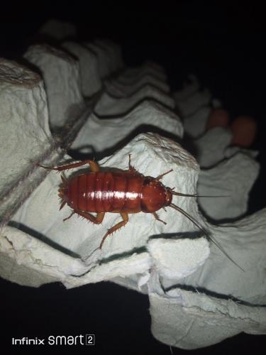 Periplaneta americana