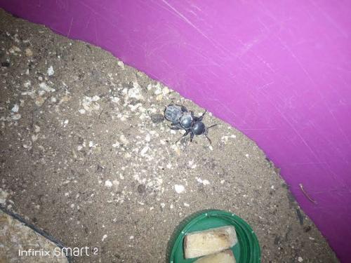 Réf. 252 252 : Scaurus sp.