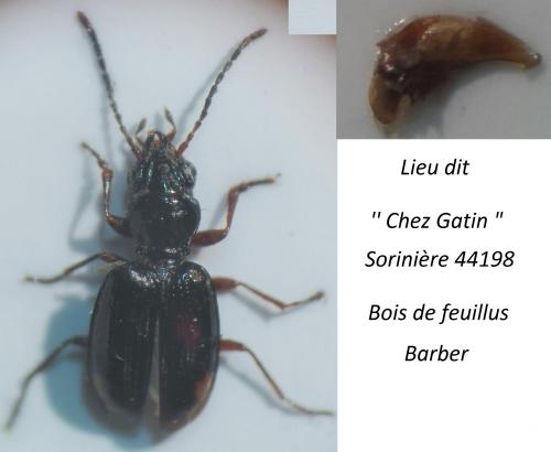 Réf. 252 253 : Bembidion doris