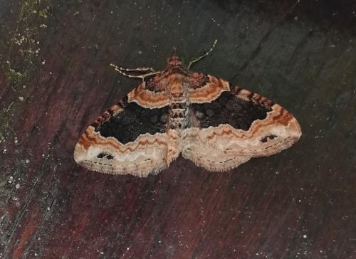 Réf. 252 604 : Xanthorhoe ferrugata