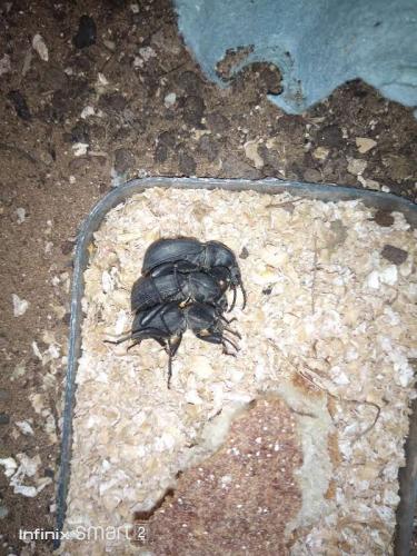 Scaurus sp.
