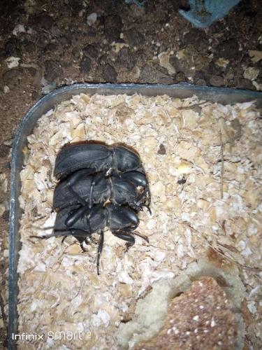 Réf. 252 599 : Scaurus sp.