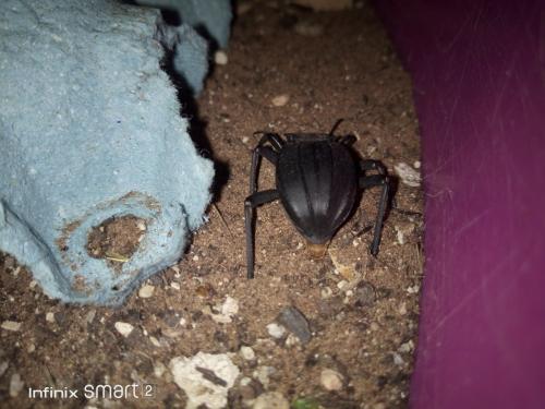 Réf. 252 771 : Scaurus sp.