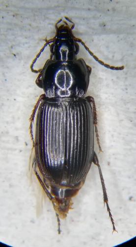 Réf. 252 838 : Pterostichus sp.