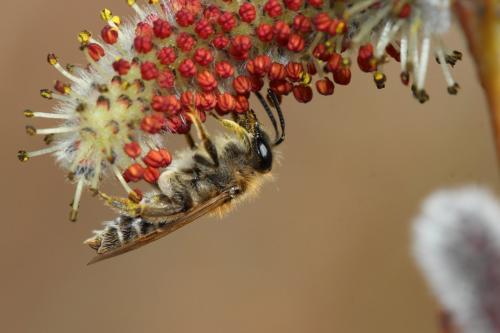 Andrena sp.