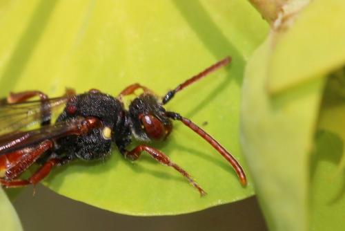Nomada ferruginata