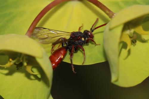 Nomada ferruginata