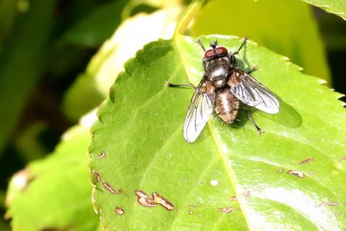 Pollenia sp.